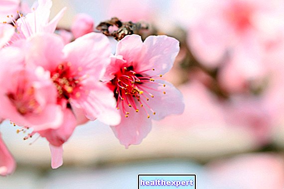 Peach blossom meaning: characteristics, care and modern symbolism