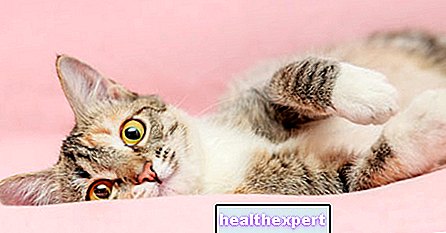อาหารแมวคุณภาพสูง: วิธีให้อาหารแมวสี่ขาอย่างถูกวิธี