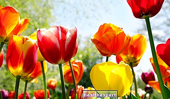 Mode De Vie - Quand planter des tulipes pour une floraison parfaite