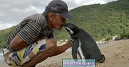 Tämä pingviini ui vuosittain 8000 kilometriä löytääkseen miehen, joka pelasti hänen henkensä (kuva)